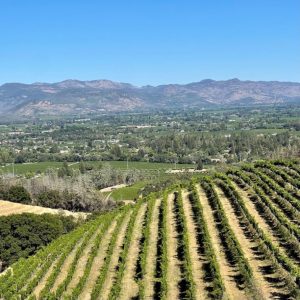 Vignoble de la Napa Valley en Californie
