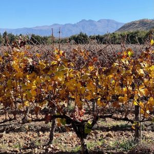 Vignoble de la Vallée Centrale de Tarija