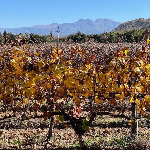 Vignoble de la Vallée Centrale de Tarija